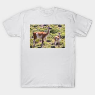 Guanaco near Torres der Paine - Chile T-Shirt